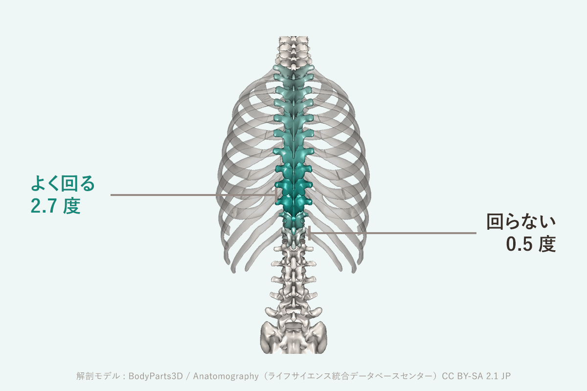 背中の痛みが真ん中から下に出やすい理由