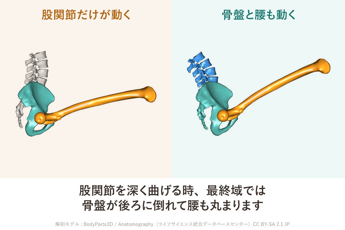 股関節を横から見た2コマの図。左のコマは骨盤と大腿骨に色をつけ、右のコマは腰の骨にも色をつけている