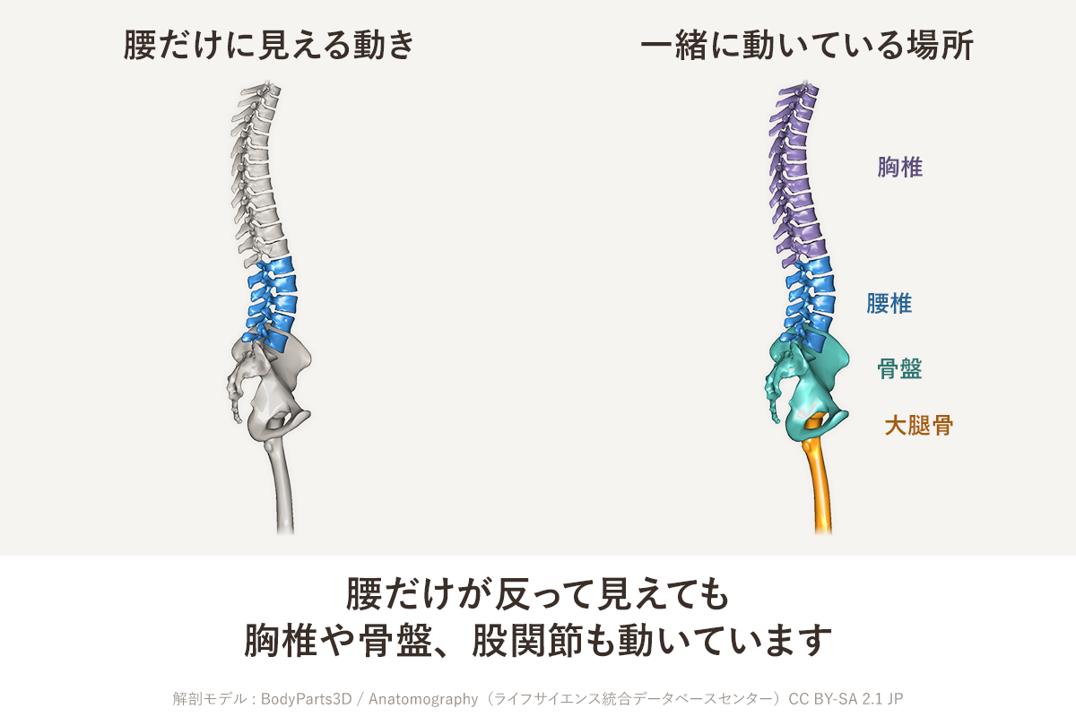 背骨と骨盤、大腿骨を横から見た2コマの図。左の「腰だけに見える動き」は腰椎だけに色をつけ、右の「一緒に動いている場所」は胸椎・腰椎・骨盤・大腿骨をそれぞれ別の色で示している。下に「腰だけが反って見えても胸椎や骨盤、股関節も動いています」